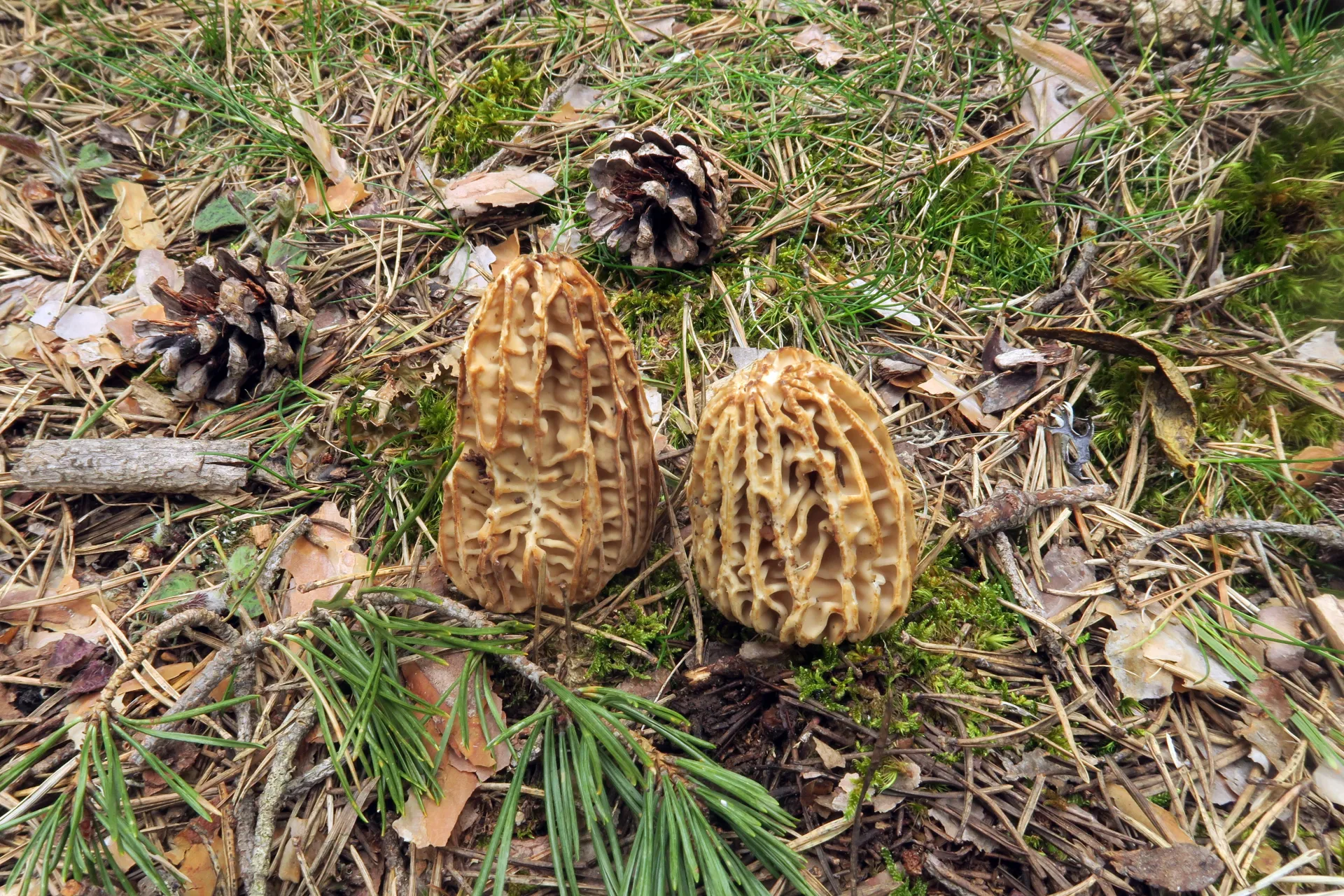 Morchella tridentina - 1 - IMG_3971